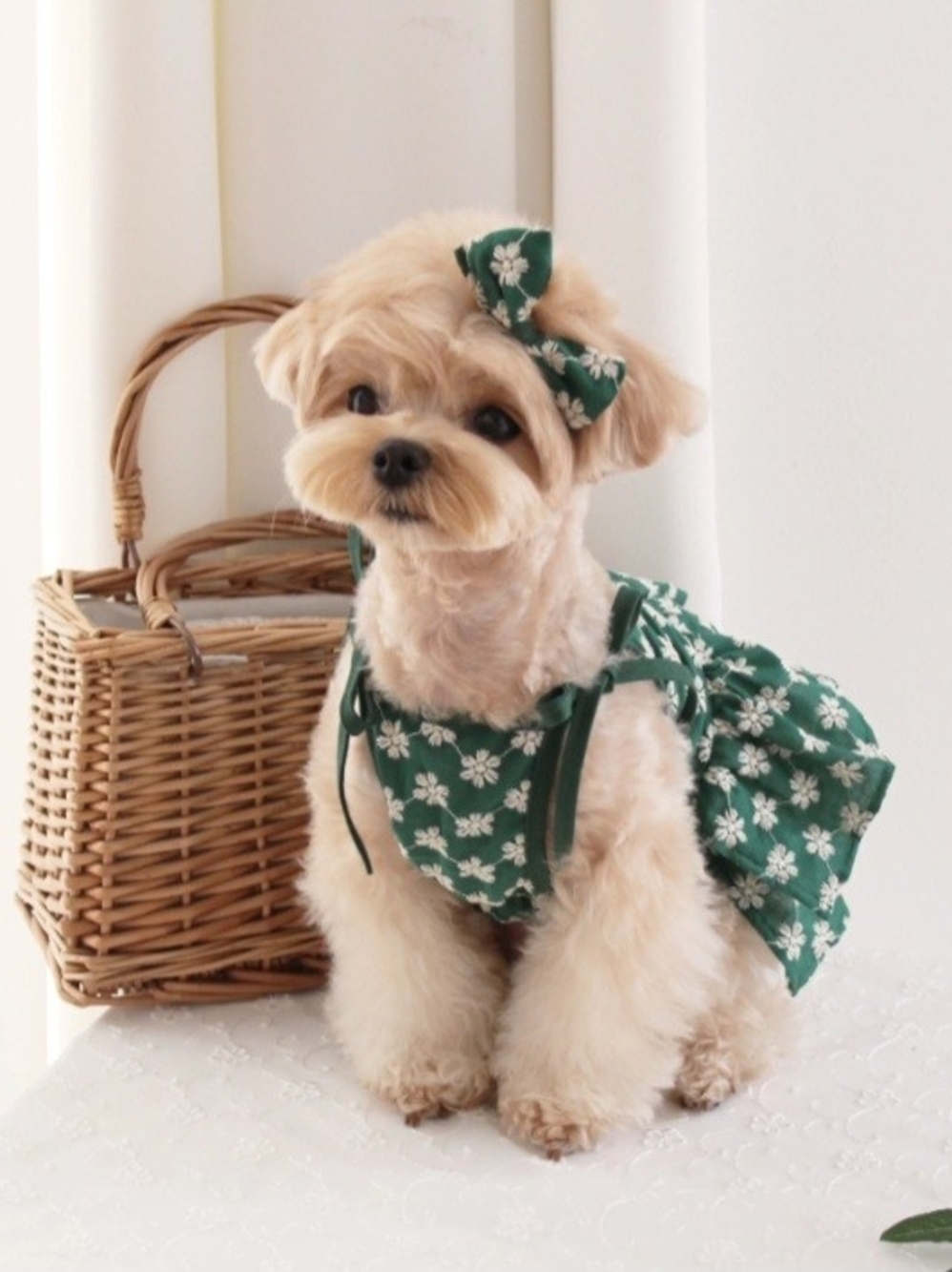 CokeMill Aloha Dress Puppy Dress Korean Pet Fashion NWT